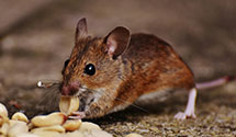 24 Hour & Emergency Exterminators in Naval Station 32nd St, CA